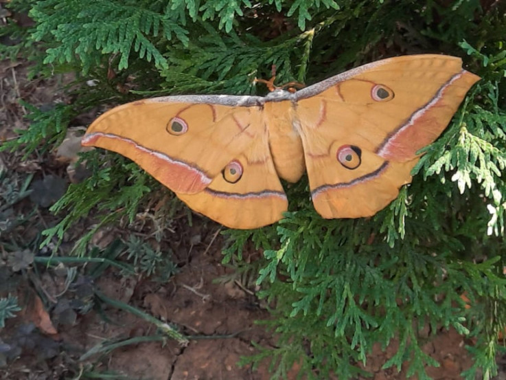 Do sada neviđen leptir u ovom kraju